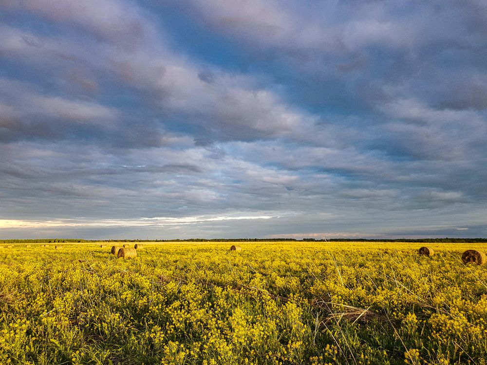 Золотое море