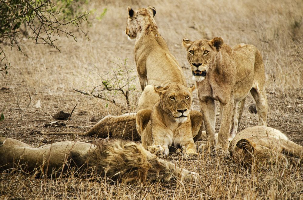 Warrior lionesses