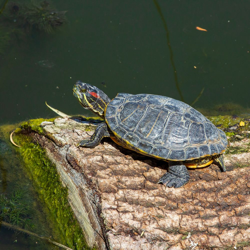 Photograph by Сурков Владимир