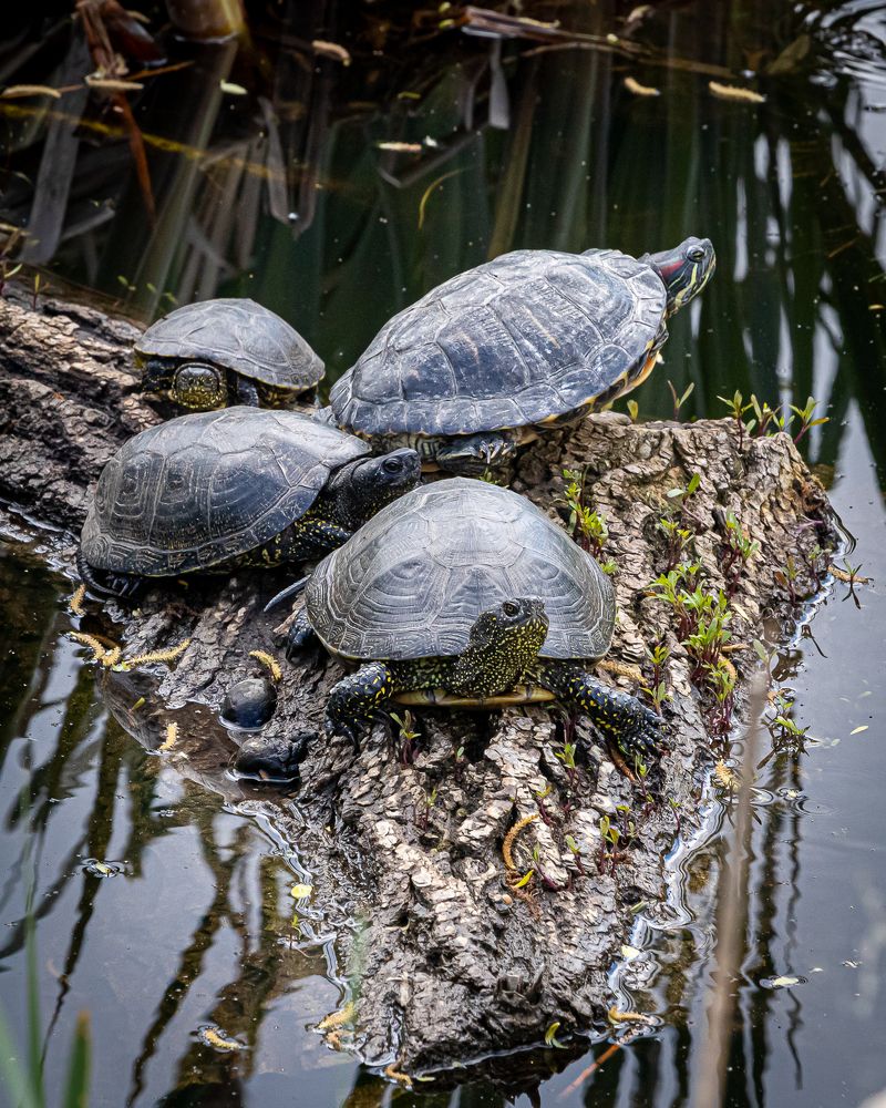 Photograph by Сурков Владимир