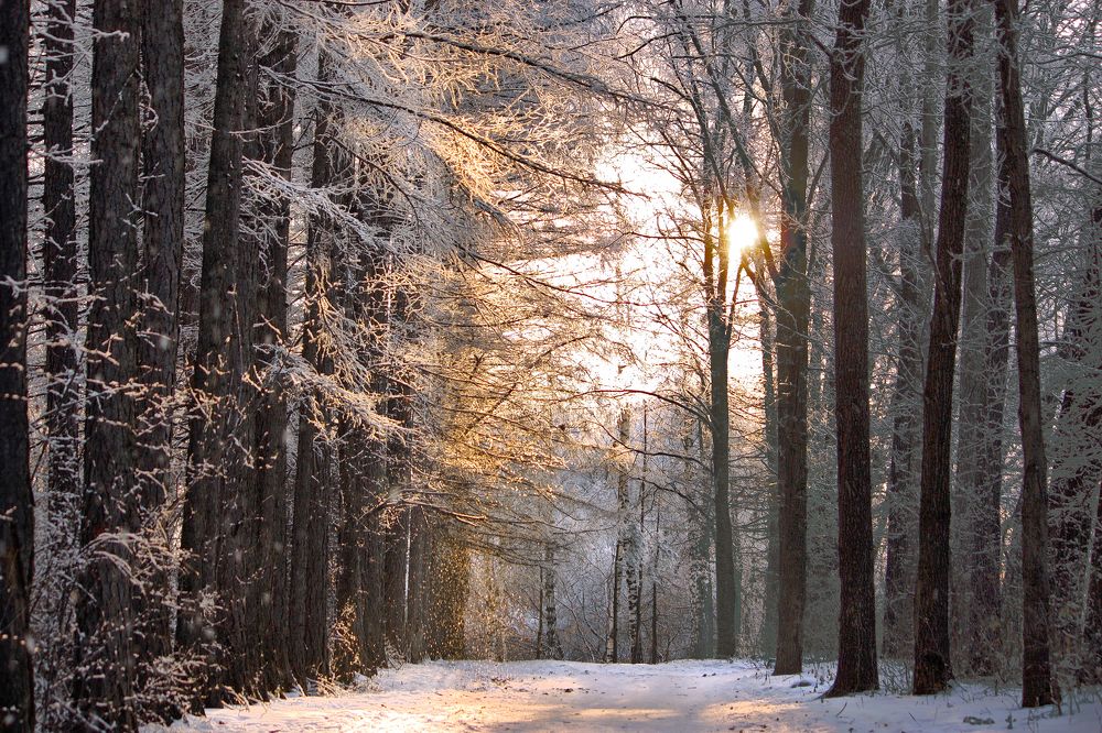 Photograph by Ольга Заболотская