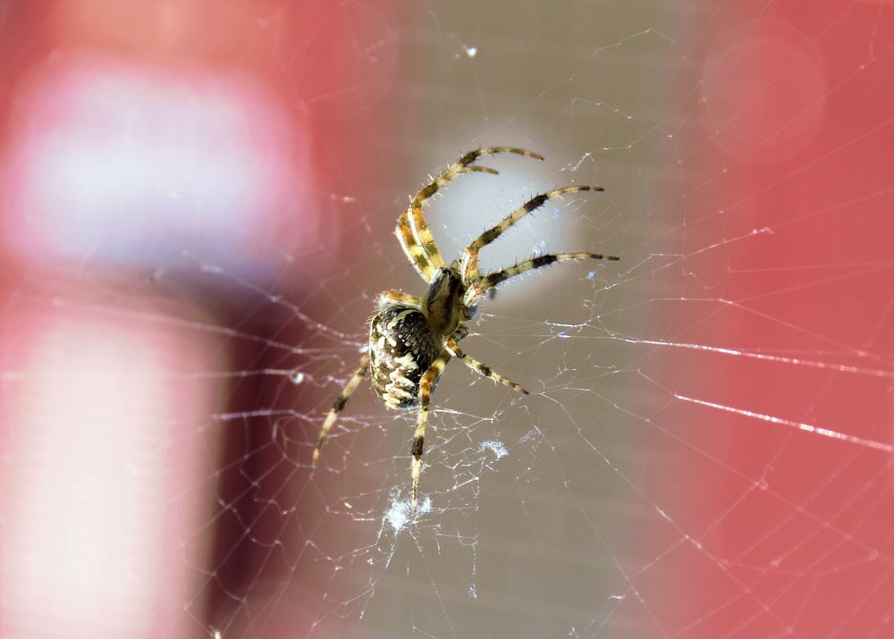 Фотография автора Альбина Хвастунова