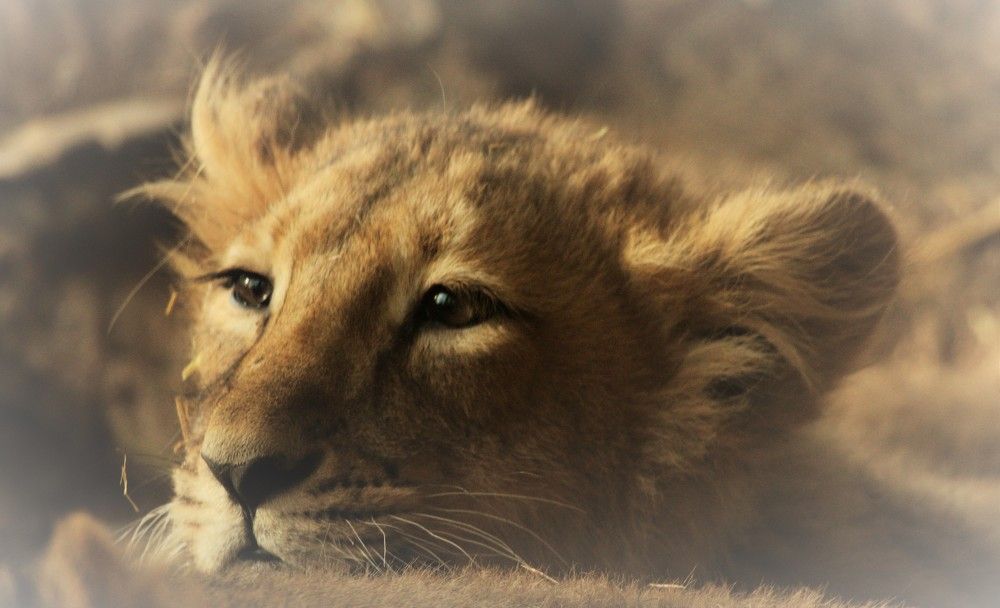 Photograph by Anja kroes