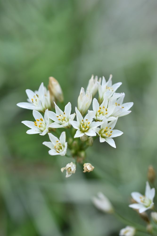 Photograph by Daniyan Aulia Rahman