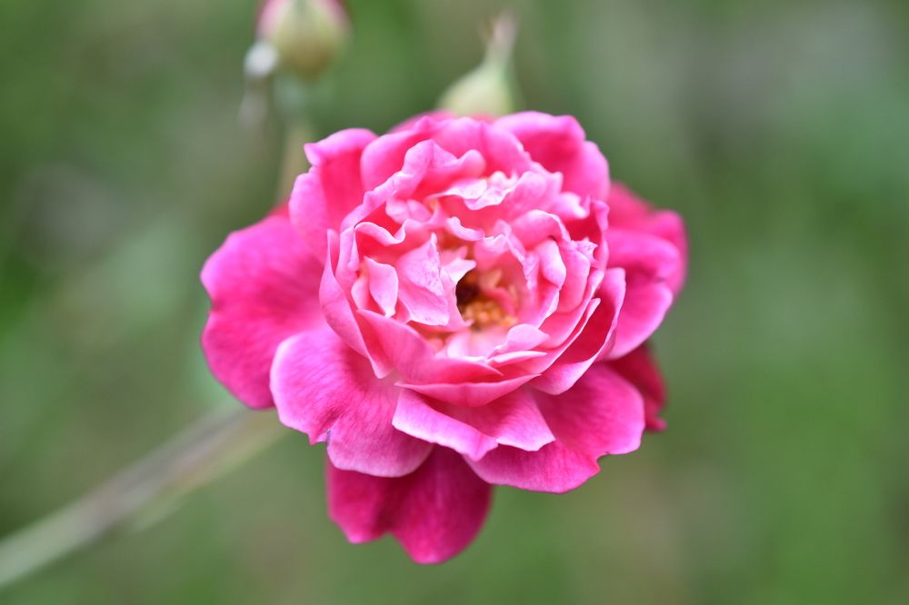 Photograph by Daniyan Aulia Rahman