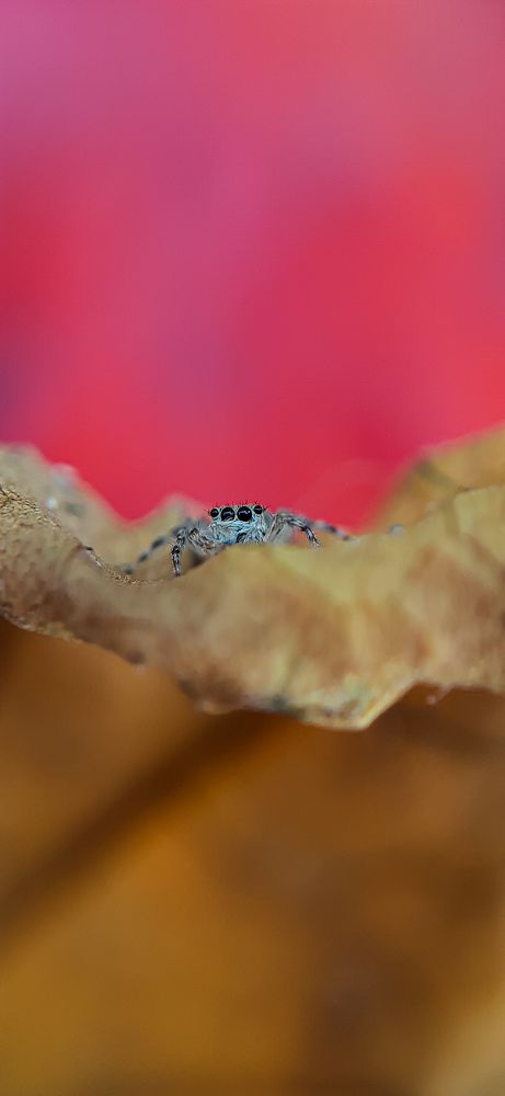 Photograph by Hemanth Reddy Devireddy