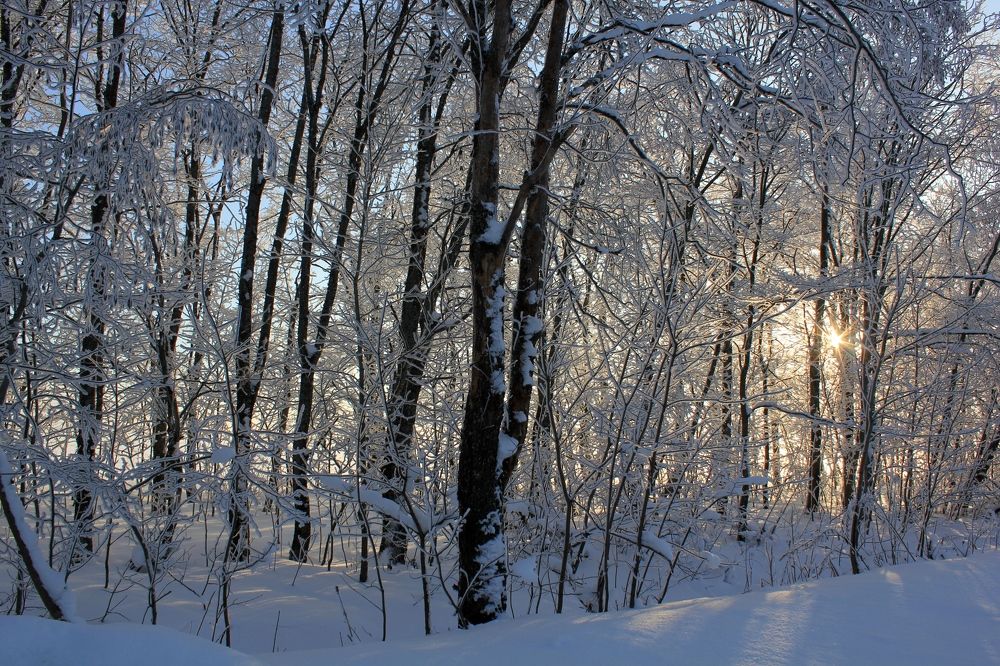 морозный день