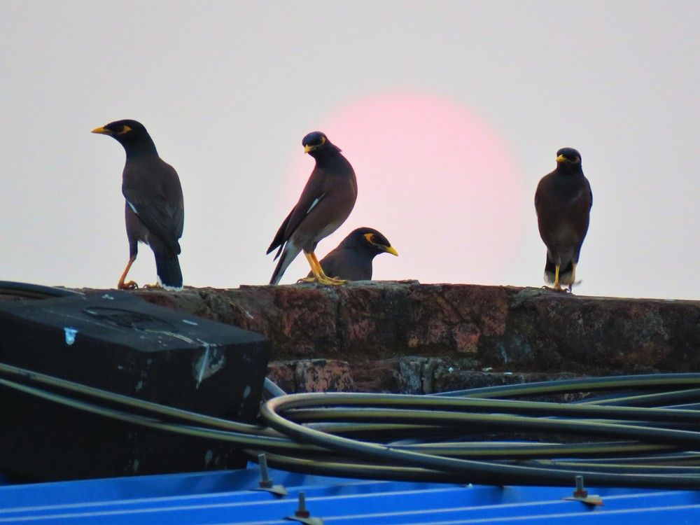 4 common mynahs on top of a roof