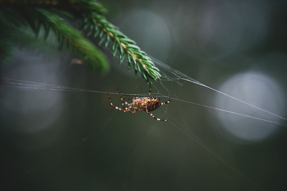 Фотография автора Александр Османов