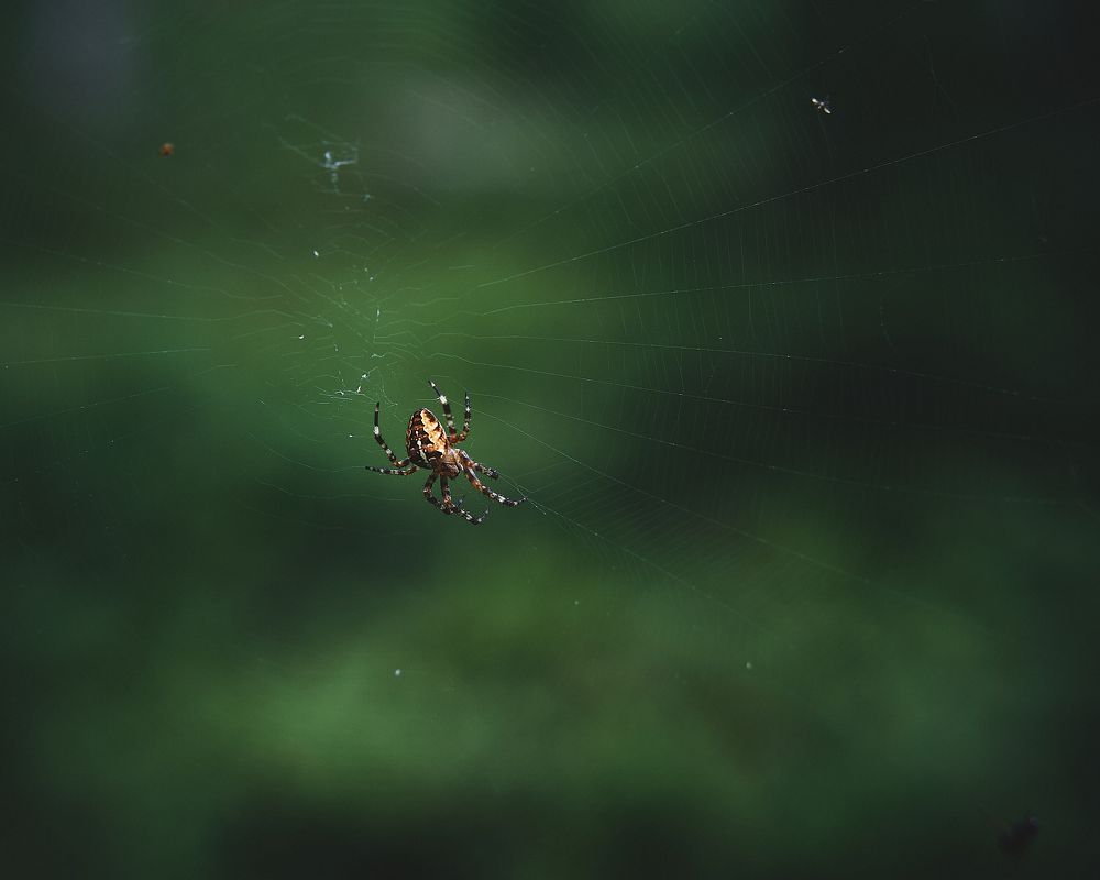 Фотография автора Александр Османов