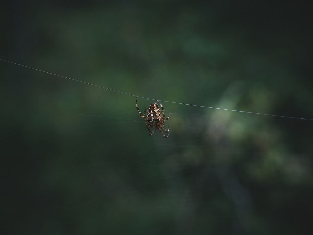 Фотография автора Александр Османов