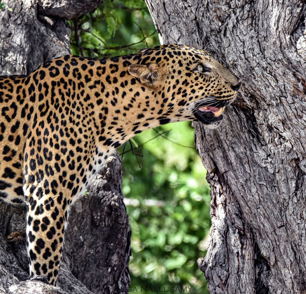 Photograph by Yuganthan Nallusamy