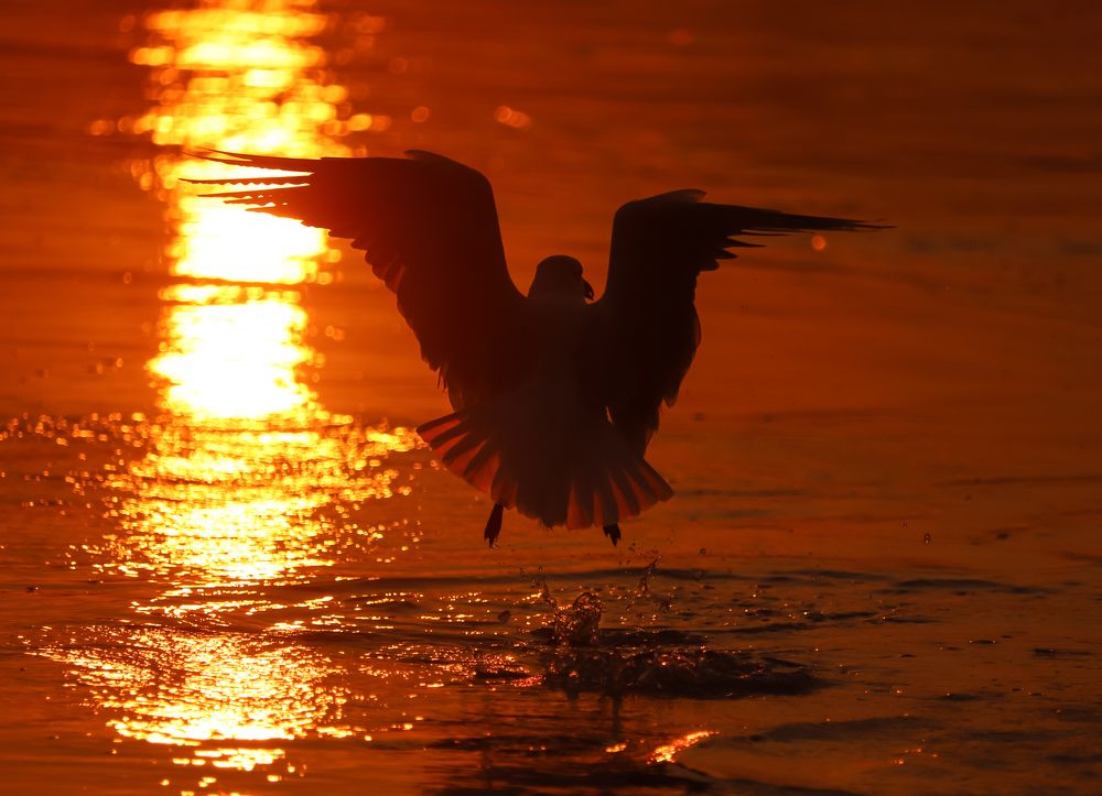 Photograph by suryansh