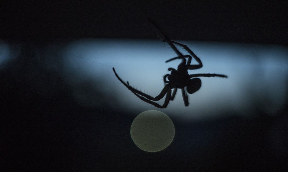 Фотография автора Александр Кременицкий