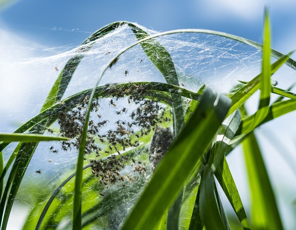 Фотография автора Александр Кременицкий