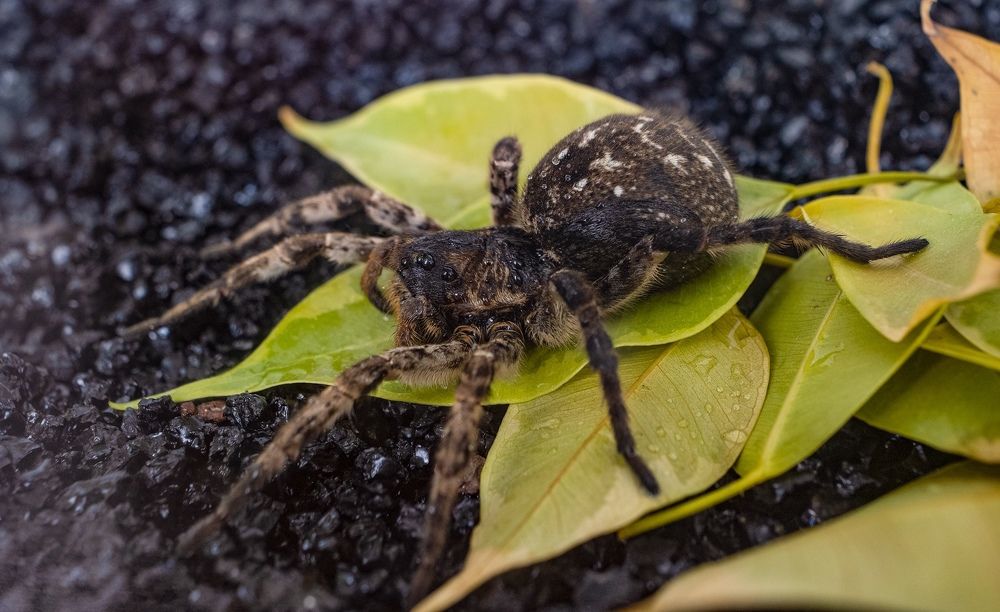 Фотография автора Александр Кременицкий