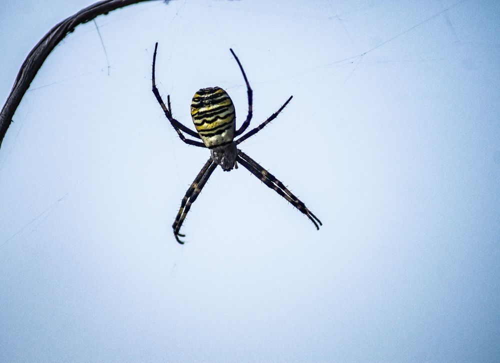 Фотография автора Александр Кременицкий