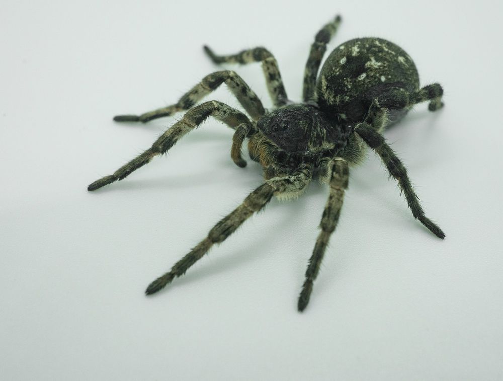 Фотография автора Александр Кременицкий