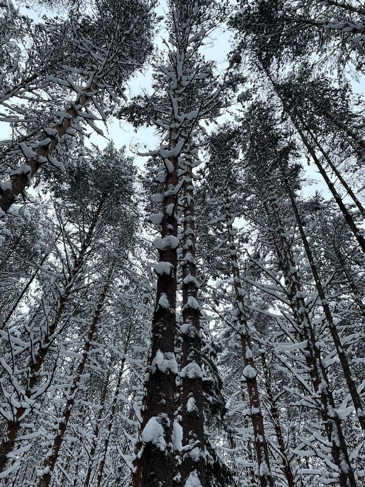 Фотография автора Светлана