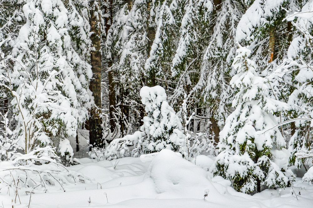 Photograph by Irina Rudneva