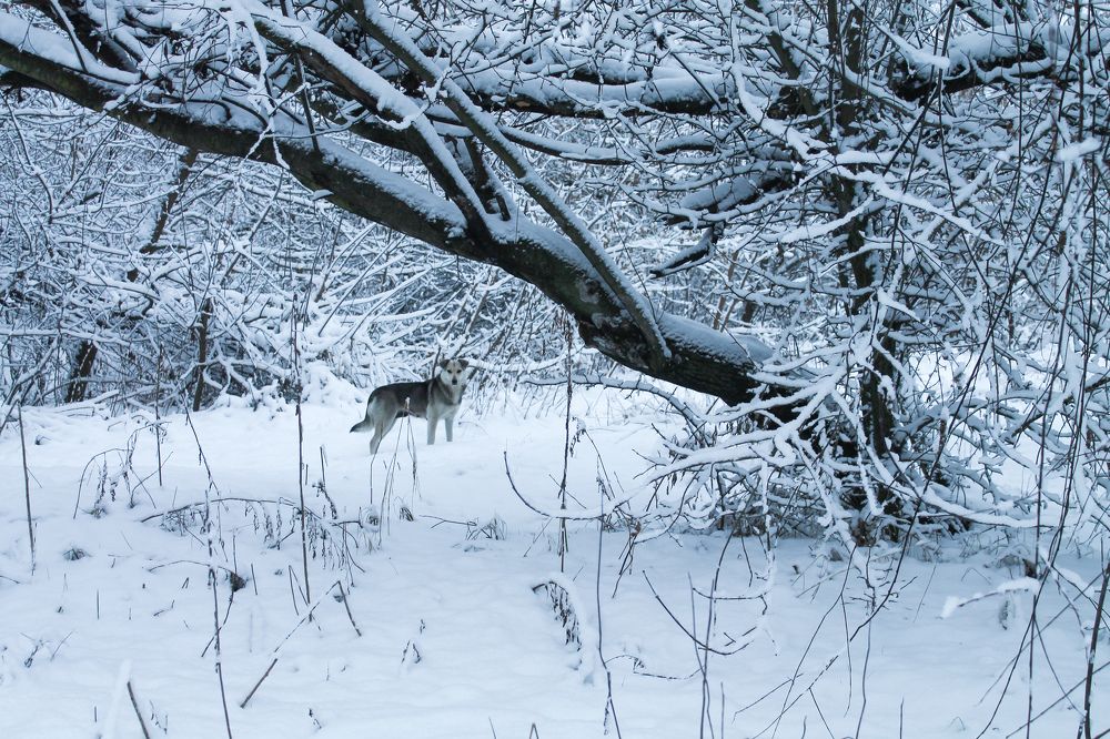 Photograph by Оксана Хабарова