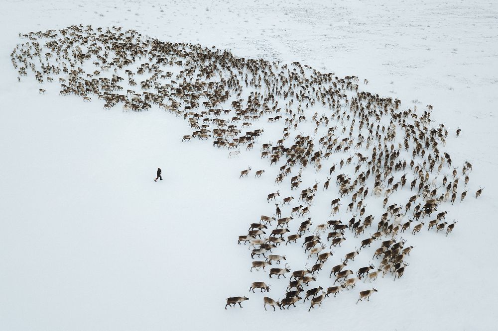 Перегон оленей