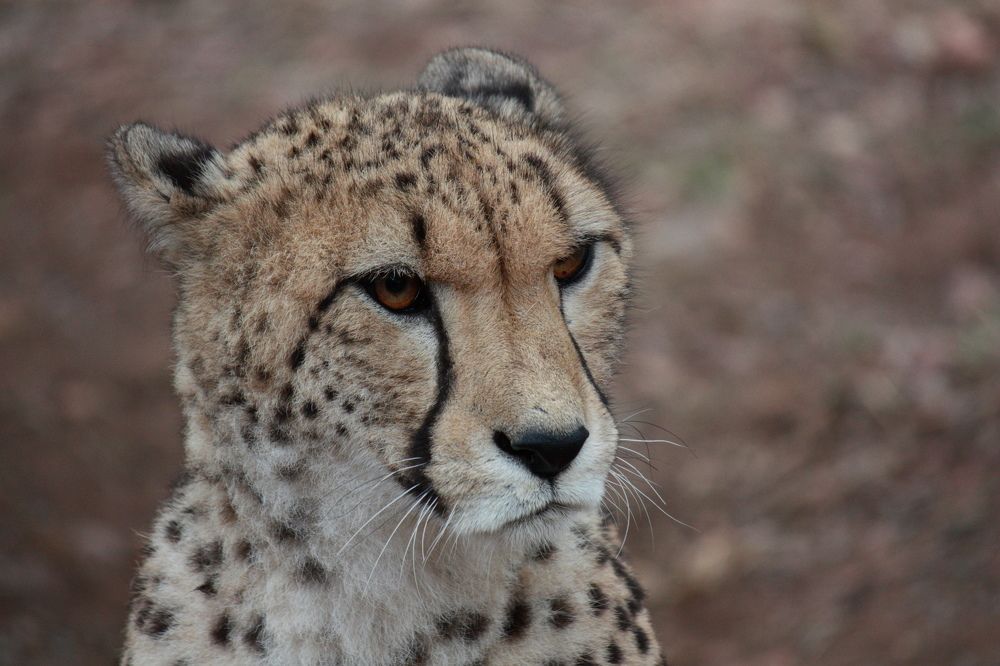 Photograph by Ken Stavrou