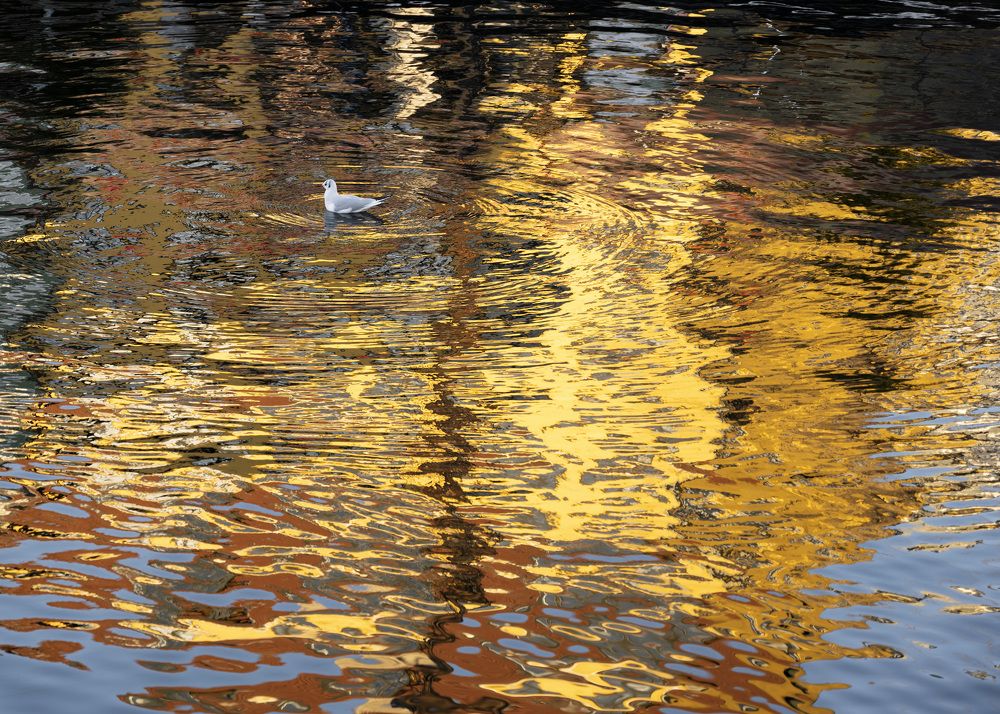 A seagull with colourful reflections in the water