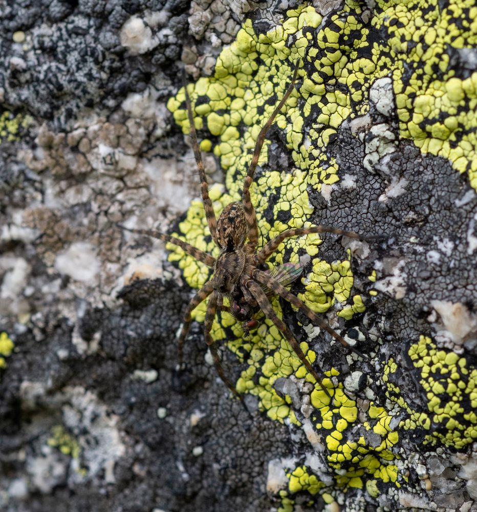 Фотография автора Петр Косачев