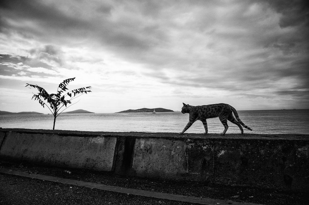 Photograph by Tahsin Gun