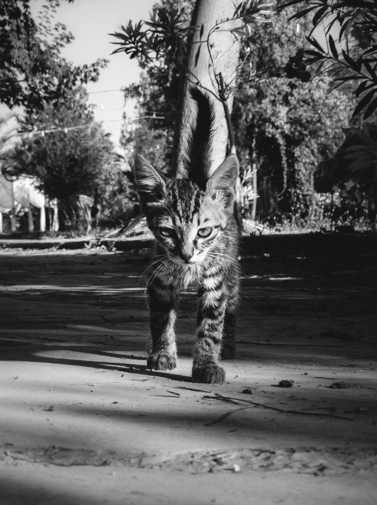 Photograph by Дюсов Александрович