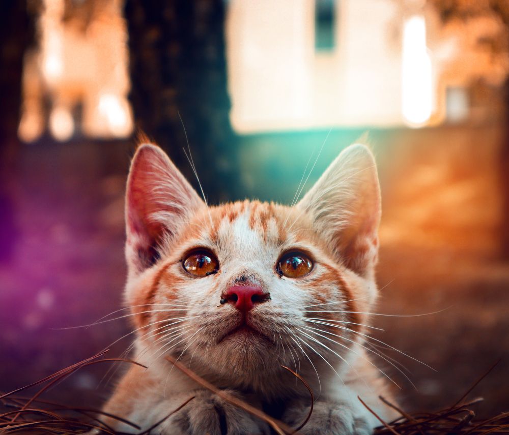 Photograph by Erfan Jahanbazi