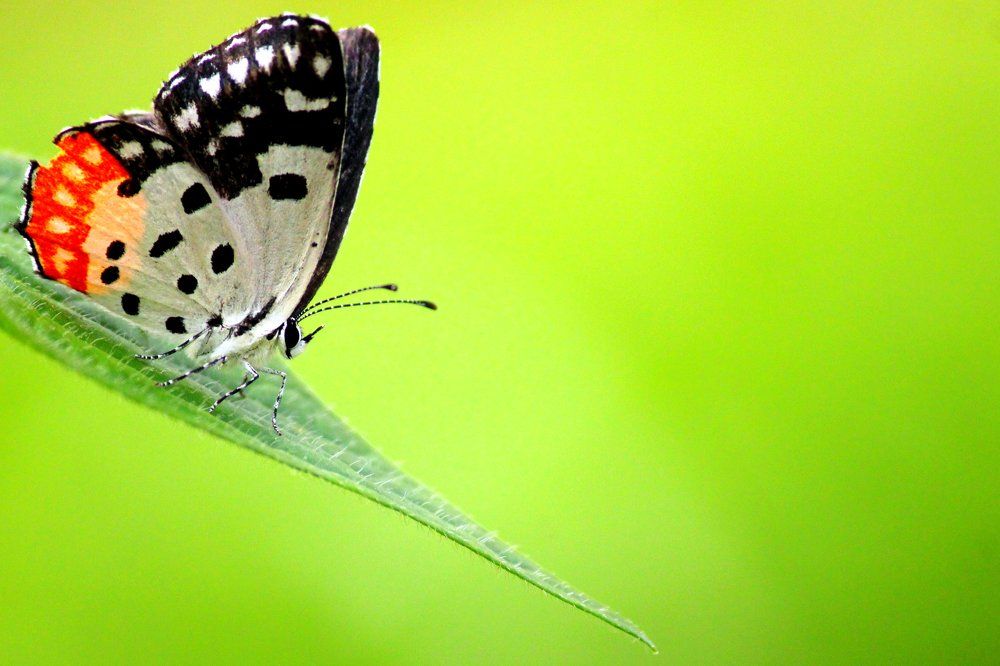 Photograph by Ramki Ramesh