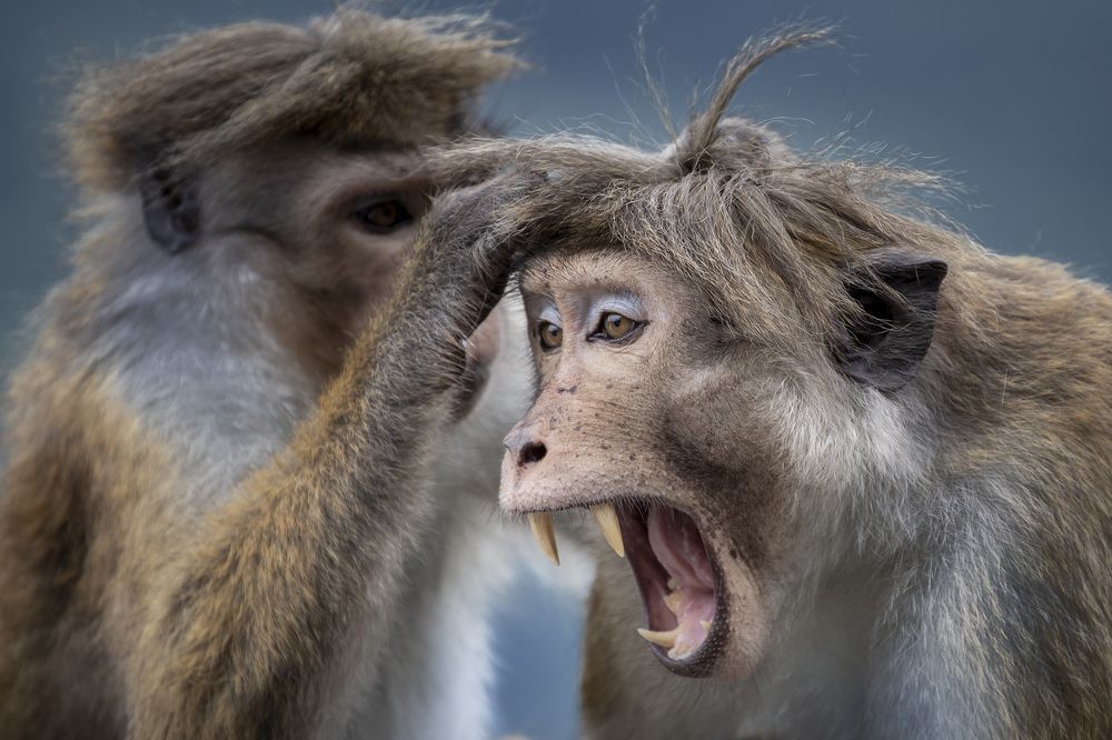 Photograph by Arosha Amarasekara