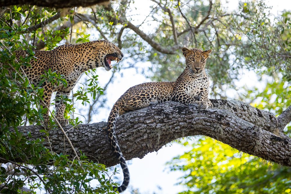 Photograph by Arosha Amarasekara