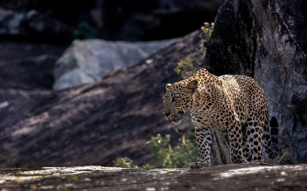 Photograph by Arosha Amarasekara