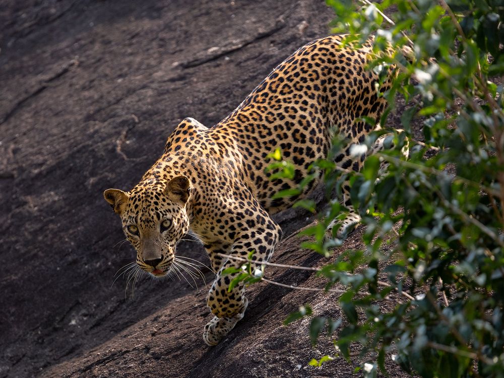 Photograph by Arosha Amarasekara