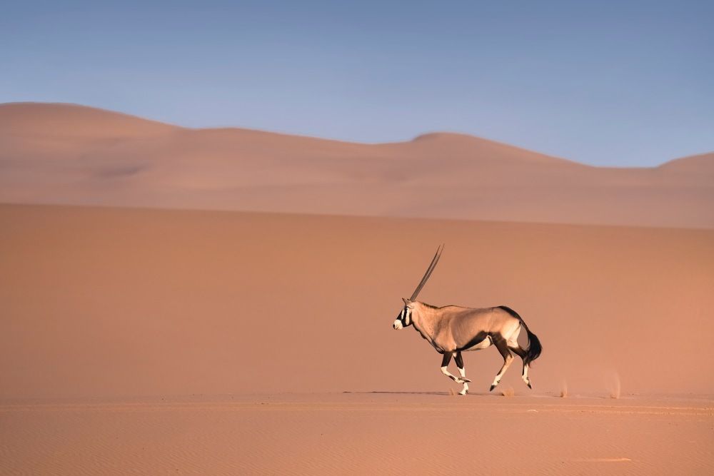 Oryx in sand dunes