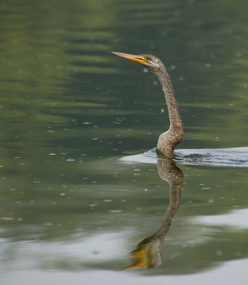 Oriental Darter