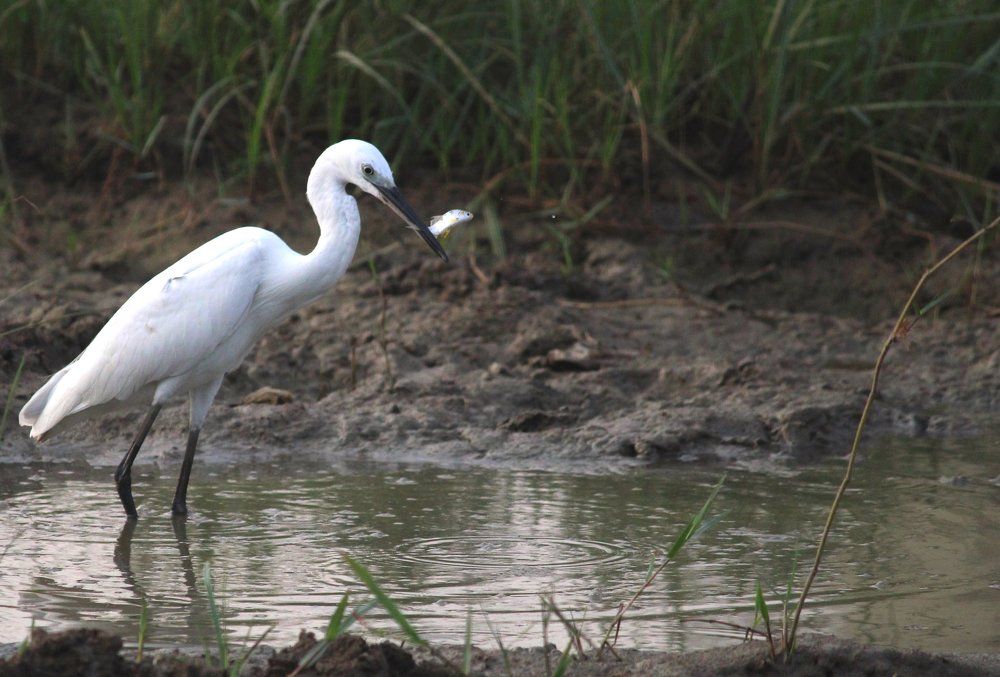 Photograph by Ramki Ramesh