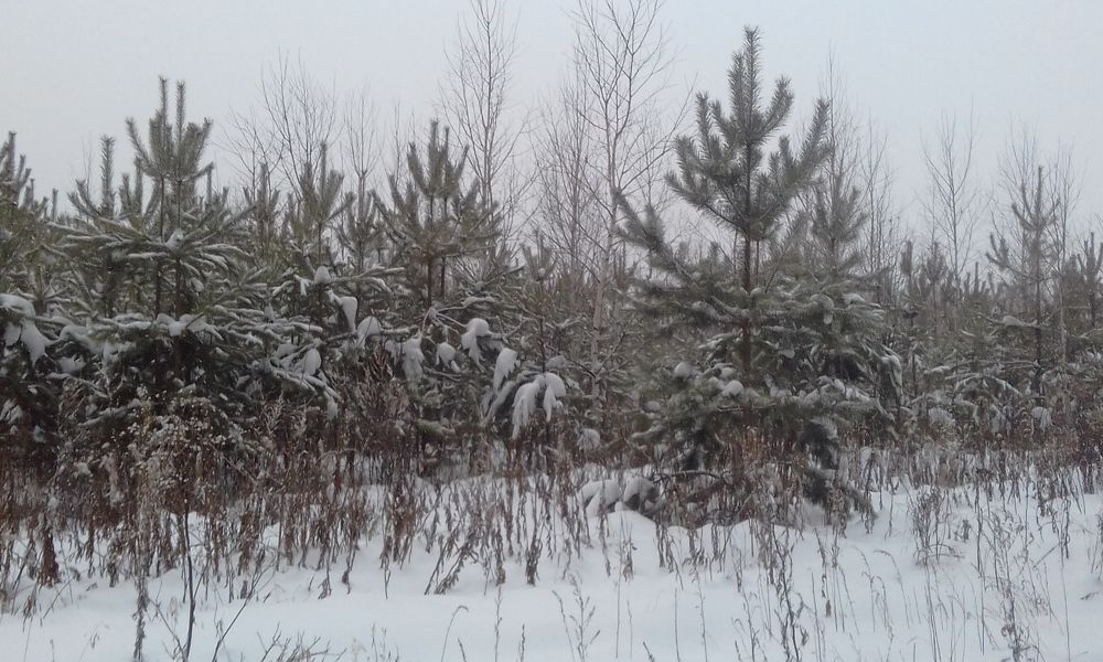 Photograph by Лида