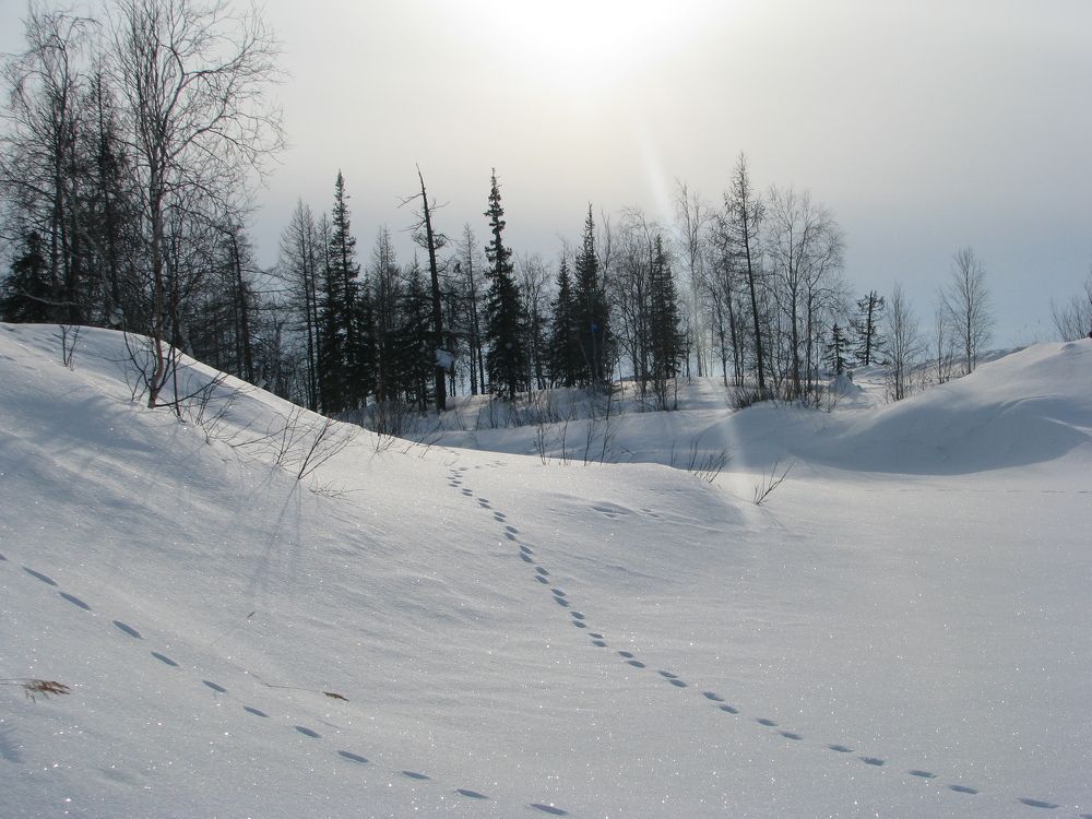 Photograph by Алексей Логинов