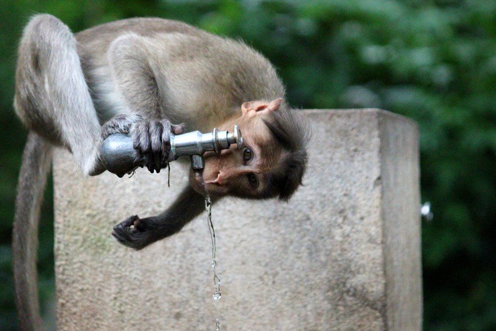 Photograph by Ramki Ramesh