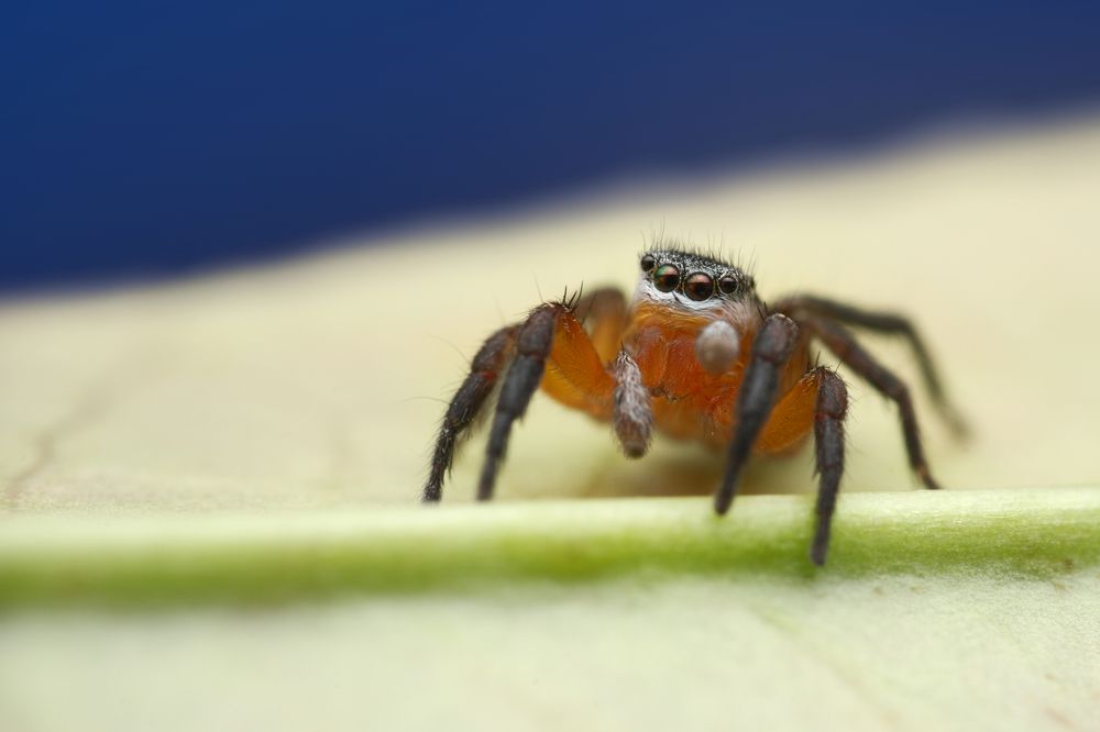 Beauty in simplicity