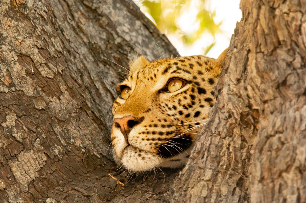 Photograph by Raquel Barao