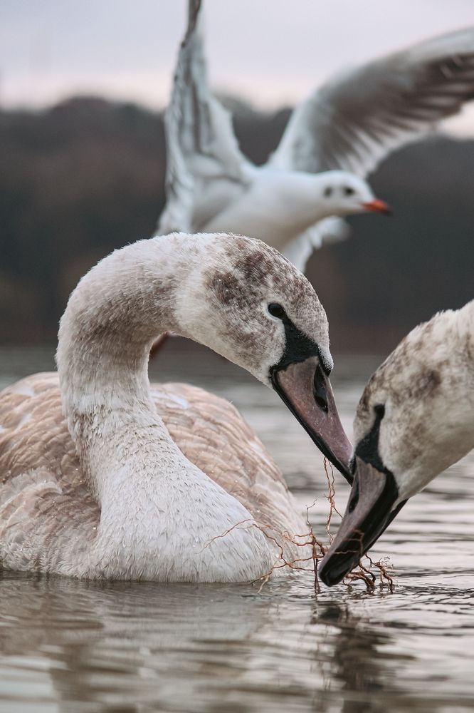 Фотография автора Mihail Repida