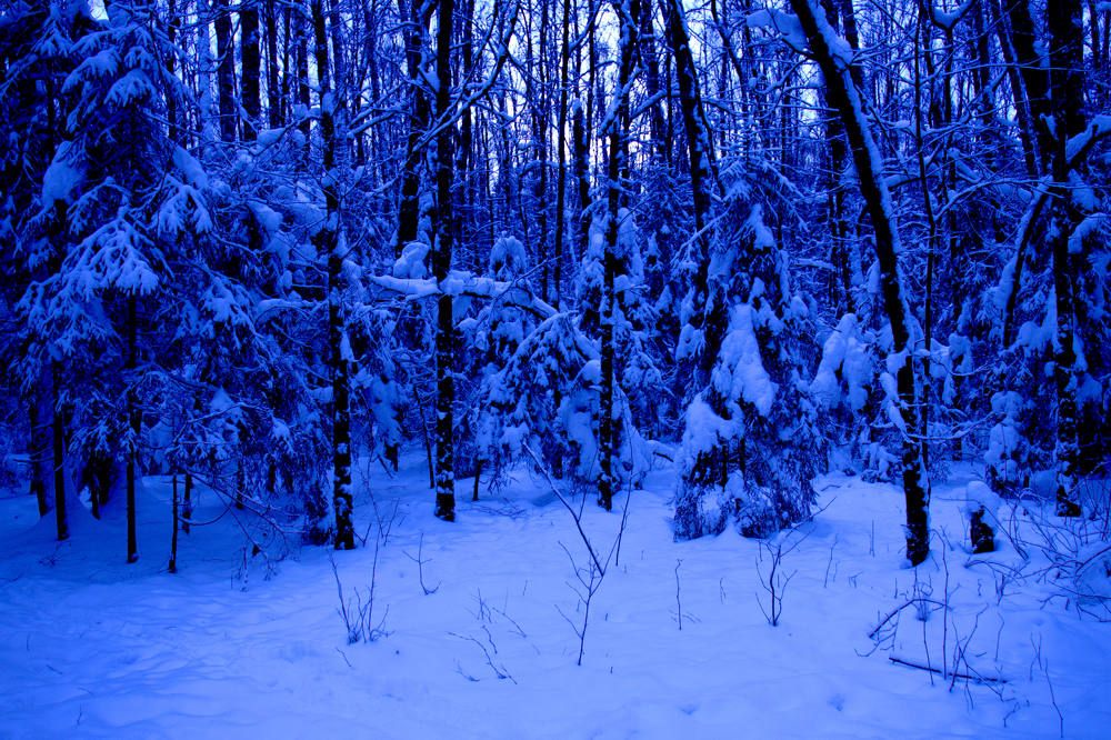 Вечер в зимнем лесу