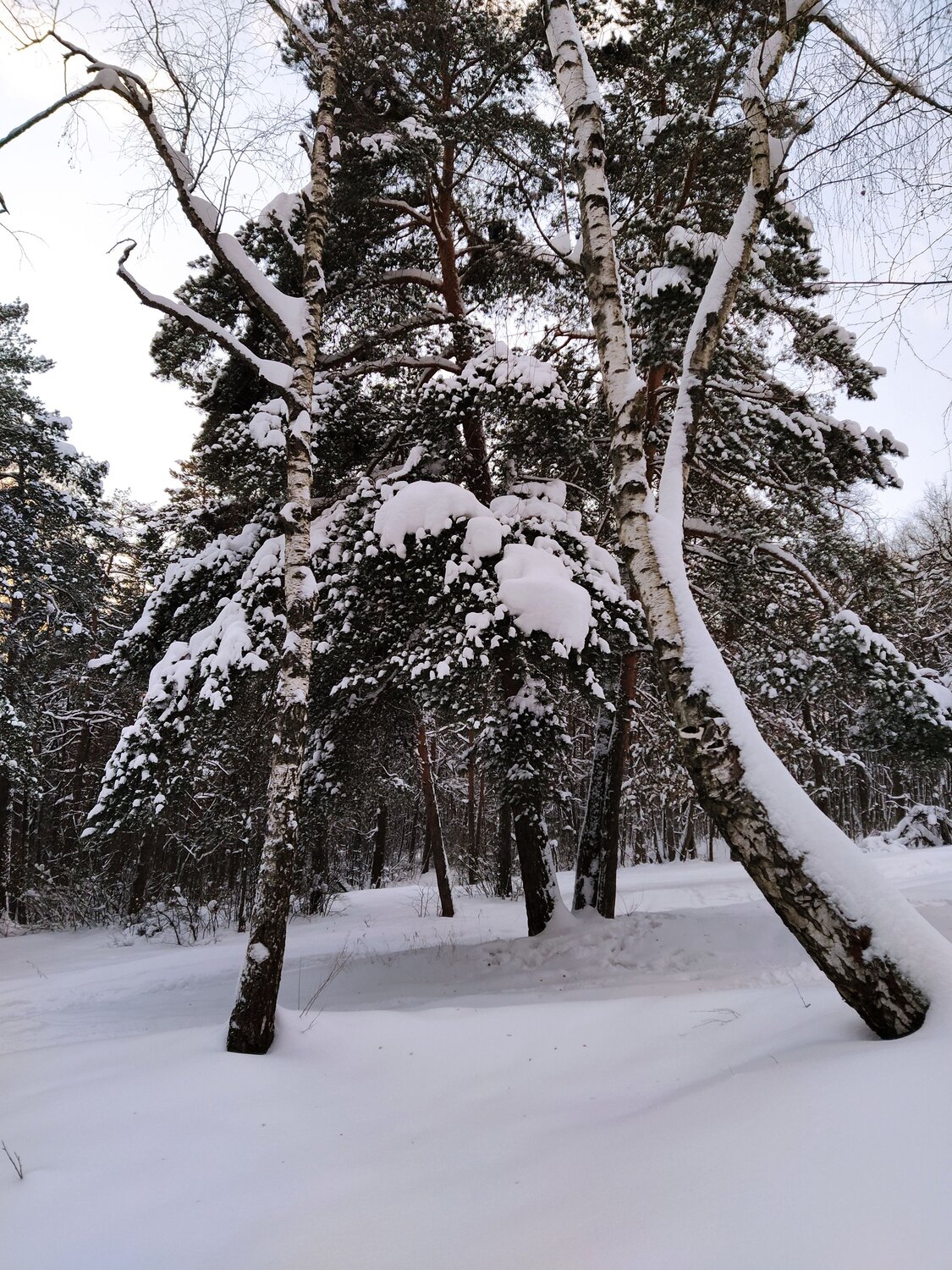 Photo #6965593