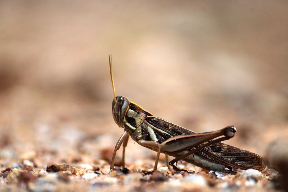 Photograph by Ramki Ramesh