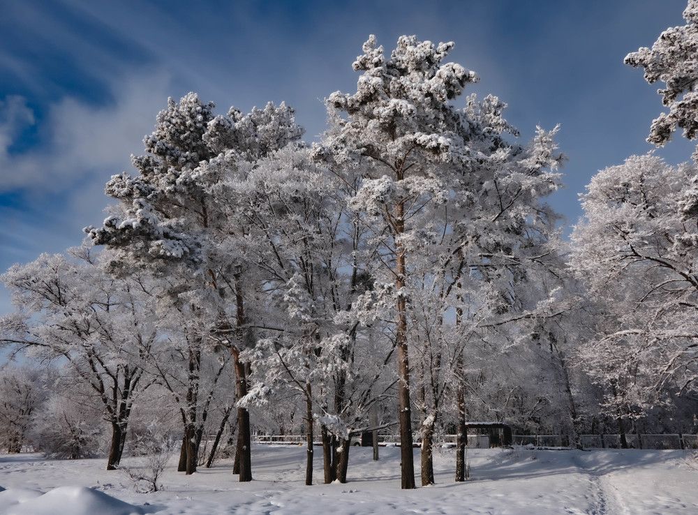 Сосны на набережной